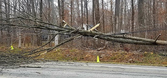 Tree trimmers for Bartholomew County REMC knocked down a tree Tuesday, Dec. 4th into power lines at County Road 500N and 1000E in Hope, creating a power outage that affected Schaefer Lake and other residents to the east. Photos courtesy of Michael Dean.