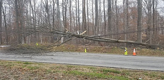 Tree trimmers for Bartholomew County REMC knocked down a tree Tuesday, Dec. 4th into power lines at County Road 500N and 1000E in Hope, creating a power outage that affected Schaefer Lake and other residents to the east. Photos courtesy of Michael Dean.