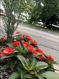 Downtown's Blooming Begins