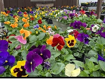 Pansies Are for Thoughts 