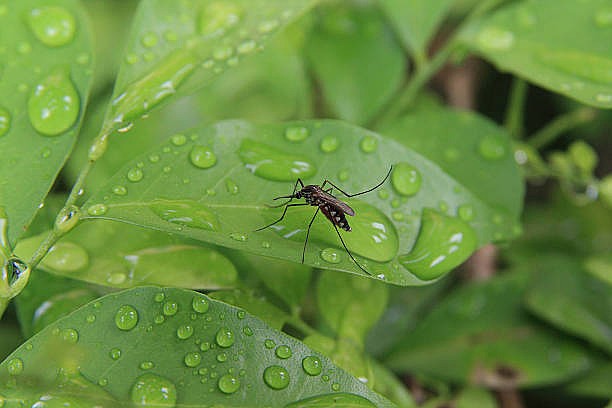 Mosquito on green leaf in nature. Stock photo.